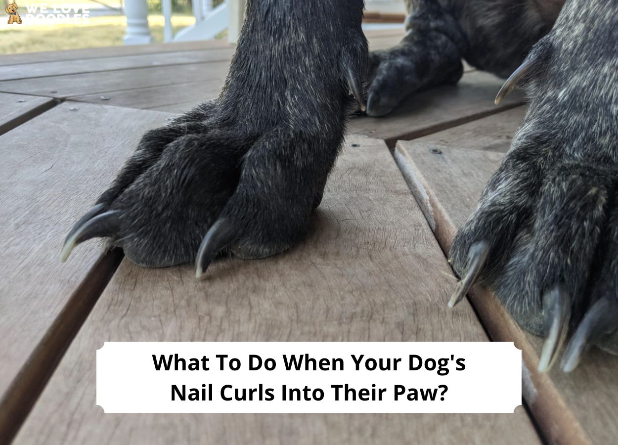 What to Do When Your Dog's Nail Curls Into Their Paw? (2023) We Love