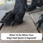 What-To-Do-When-Your-Dogs-Nail-Quick-Is-Exposed-templatee