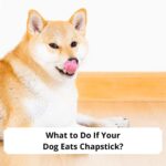 What-to-Do-If-Your-Dog-Eats-Chapstick-template