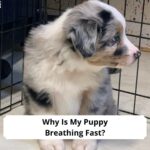 Why-Is-My-Puppy-Breathing-Fast-template
