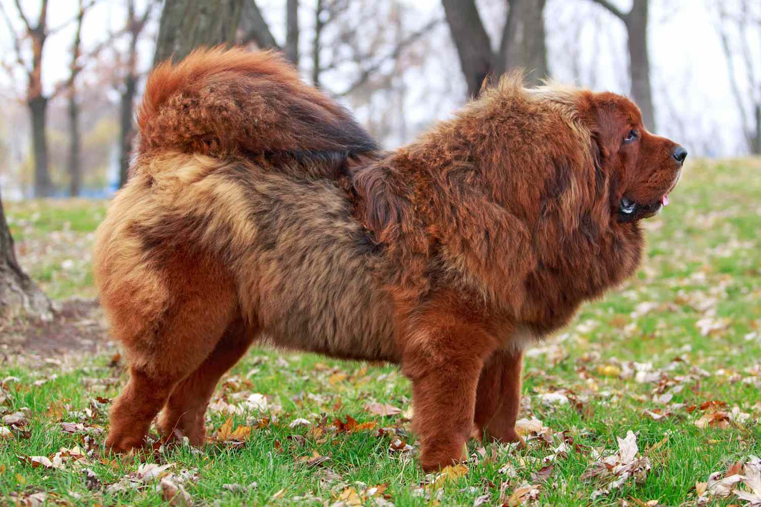 Tibetan Mastiff Bite Force: The Most Powerful Dogs!