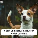 4-Best-Chihuahua-Rescues-in-North-Carolina