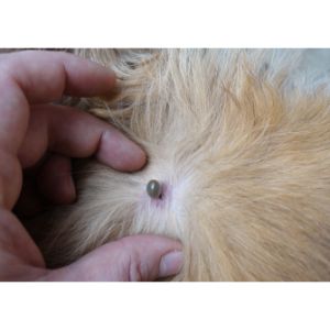 Apply-Petroleum-Jelly-on-Your-Dogs-Ears-and-Underbelly