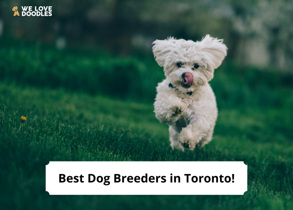 The 4 Best Dog Breeders In Toronto   Best Dog Breeders In Toronto 1024x737 