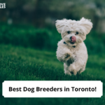 Best-Dog-Breeders-in-Toronto