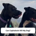 Can-Cephalexin-Kill-My-Dog-template