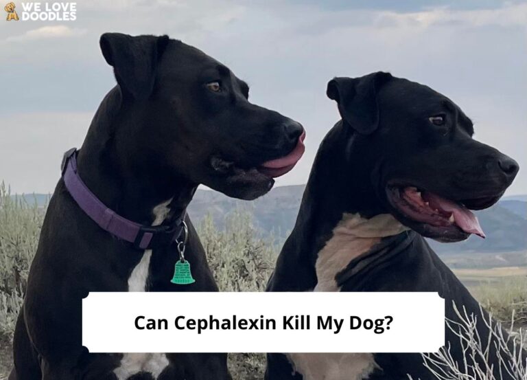 Can-Cephalexin-Kill-My-Dog-template
