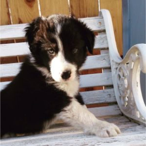 Conclusion-For-Fun-Border-Collie-Brain-Games