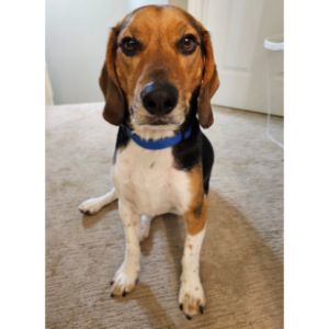 Redtick-Coonhounds-May-Gain-Weight-Easily