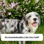 Do-Aussiedoodles-Like-the-Cold-template