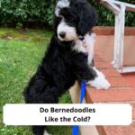 Do-Bernedoodles-Like-the-Cold-template