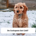 Do-Cockapoos-Get-Cold-template
