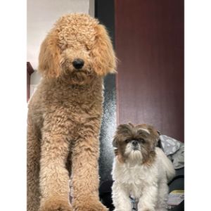 Do-Goldendoodles-Get-Along-With-Other-Dogs