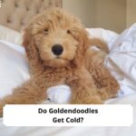 Do-Goldendoodles-Get-Cold-template