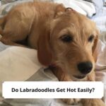 Do-Labradoodles-Get-Hot-Easily-template