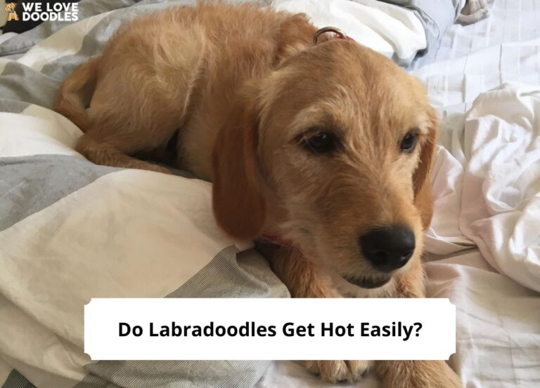 Do-Labradoodles-Get-Hot-Easily-template