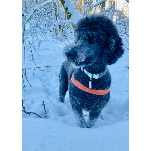 Do-Poodles-Get-Cold