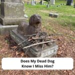 Does-My-Dead-Dog-Know-I-Miss-Him-tempalte