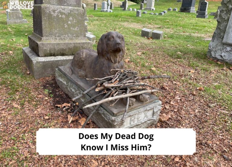 Does-My-Dead-Dog-Know-I-Miss-Him-tempalte