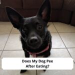 Does-My-Dog-Pee-After-Eating-template
