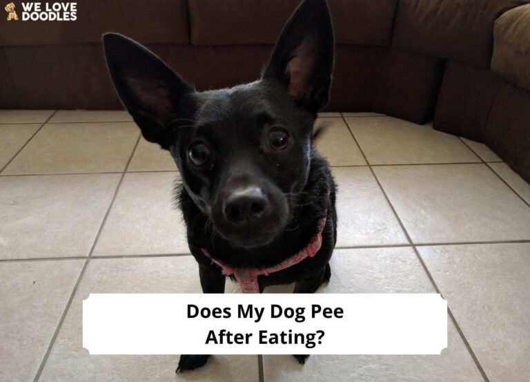 Does My Dog Pee After Eating? (The Common Reasons) (2024) We Love Doodles