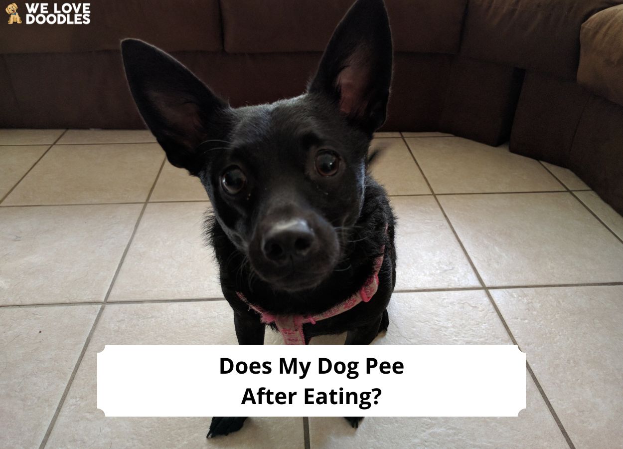 Does My Dog Pee After Eating? (The Common Reasons)