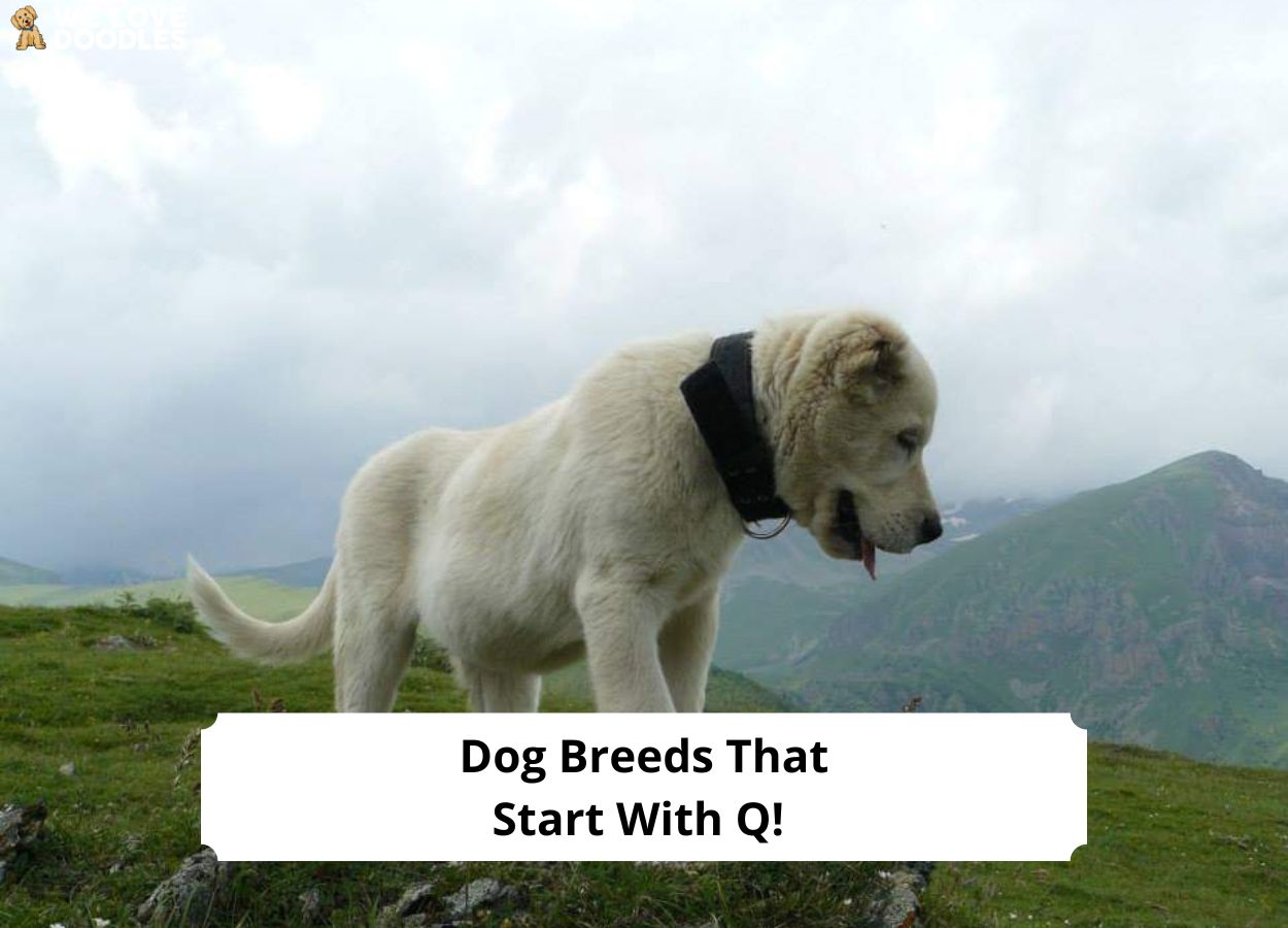 Dog Breeds That Start With Q! (2024) We Love Doodles