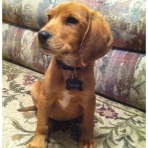Redtick-Coonhounds-are-Good-Family-Dogs