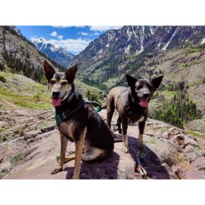 Frequently-Asked-Questions-FAQs