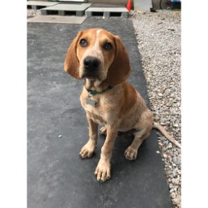 Redtick-Coonhounds-are-Eager-to-Please