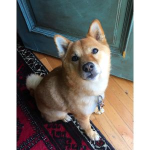 How-Long-After-Eating-Should-a-Dog-Pee