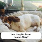 How-Long-Do-Basset-Hounds-Sleep-template