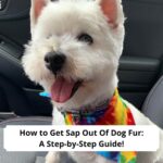 How-to-Get-Sap-Out-Of-Dog-Fur-A-Step-by-Step-Guide-template