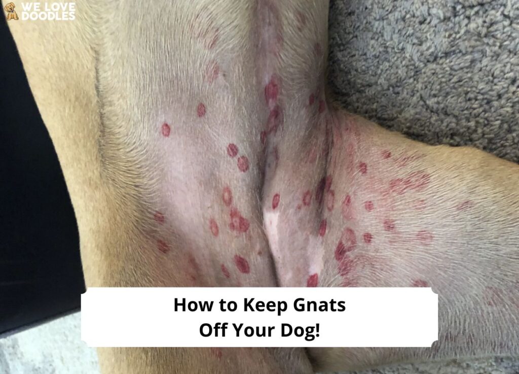 How-to-Keep-Gnats-Off-Your-Dog-template