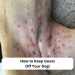 How-to-Keep-Gnats-Off-Your-Dog-template