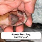 How-to-Treat-Dog-Foot-Fungus-template