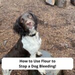 How-to-Use-Flour-to-Stop-a-Dog-Bleeding-template.