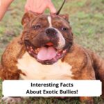 Interesting-Facts-About-Exotic-Bullies-templat
