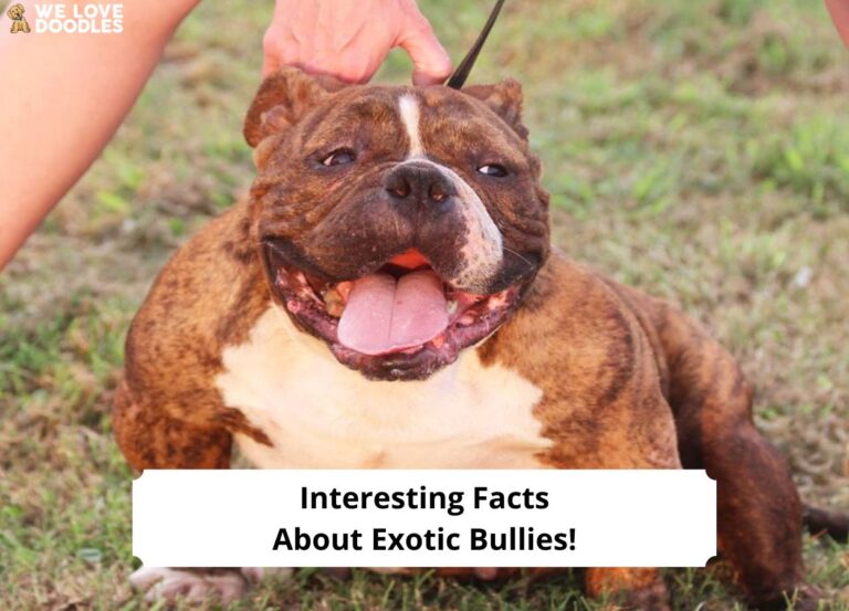 Interesting-Facts-About-Exotic-Bullies-templat