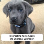Interesting-Facts-About-the-Charcoal-Labrador-template