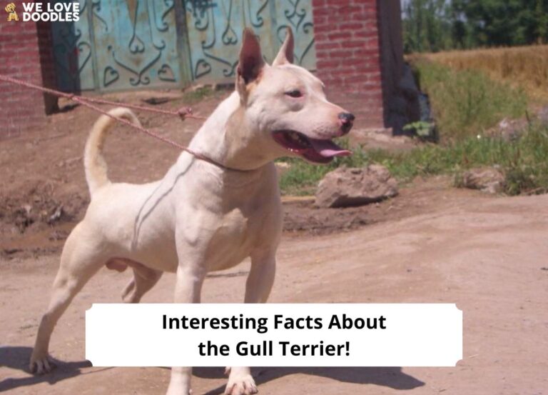 Interesting-Facts-About-the-Gull-Terrier-template