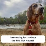 Interesting-Facts-About-the-Red-Tick-Hound-template