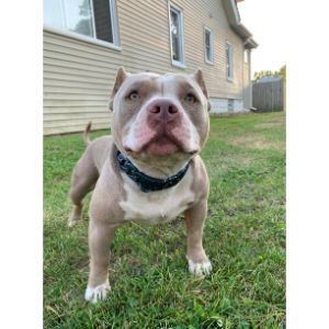 6 Best American Bully Mixes Common Rare Bully Mix Breeds   The Best American Bully Mixes 