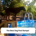 The-Best-Dog-Pool-Ramps-template