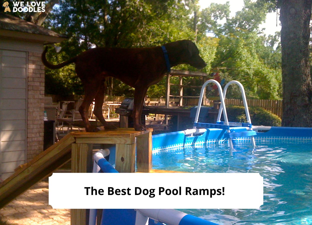 The Best Dog Pool Ramps! (Easy, Fast, and Safe) (2024)
