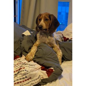 Facts-About-the-Redtick-Coonhound