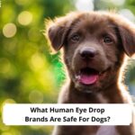 What-Human-Eye-Drop-Brands-Are-Safe-For-Dogs-template