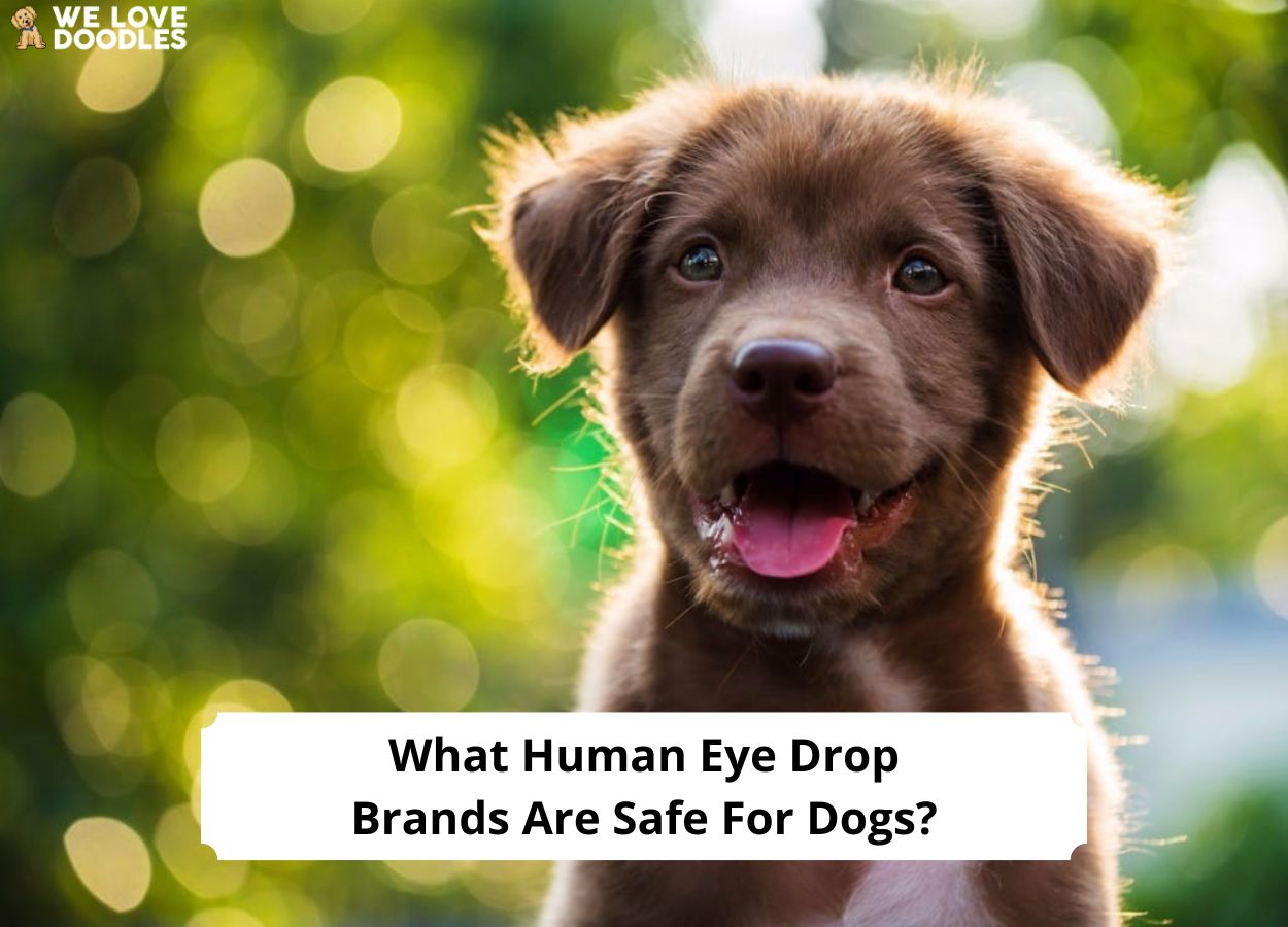 Can i use human on sale eye drops on my dog