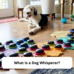 What-Is-a-Dog-Whisperer-template