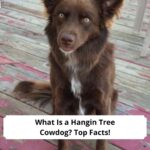 What-Is-a-Hangin-Tree-Cowdog-Top-Facts-template